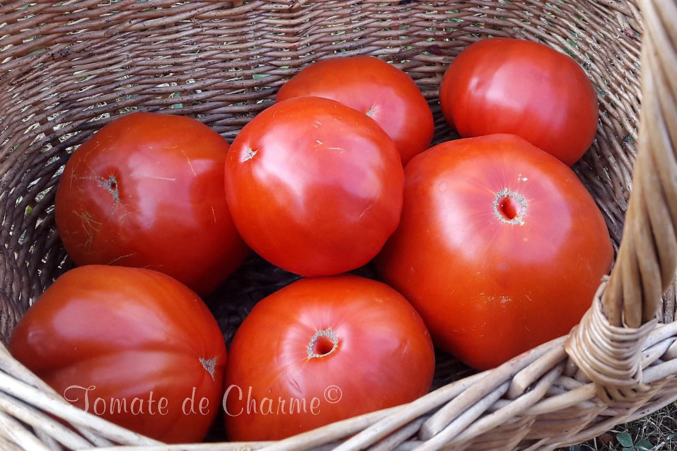 Миниатюра: Erica d’Australie