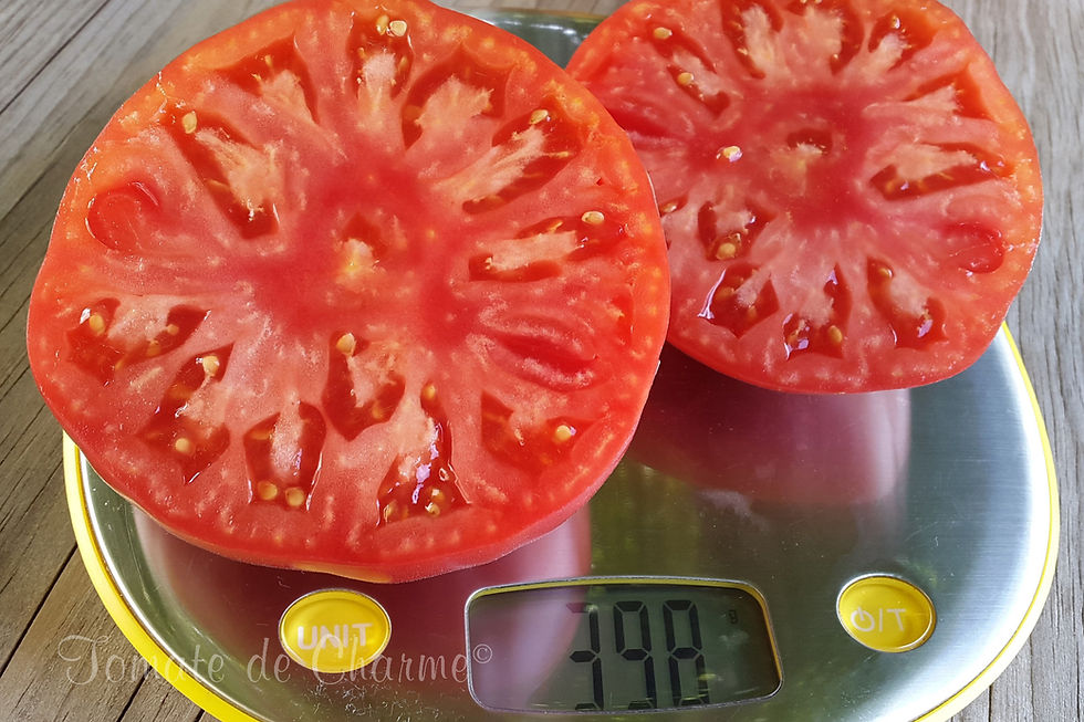 Miniatura: éléphant framboise - Malinovyy Slon