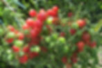 Miniature : Rose Quartz multiflora