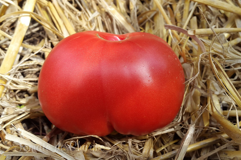 Miniatura: Yukon Quest