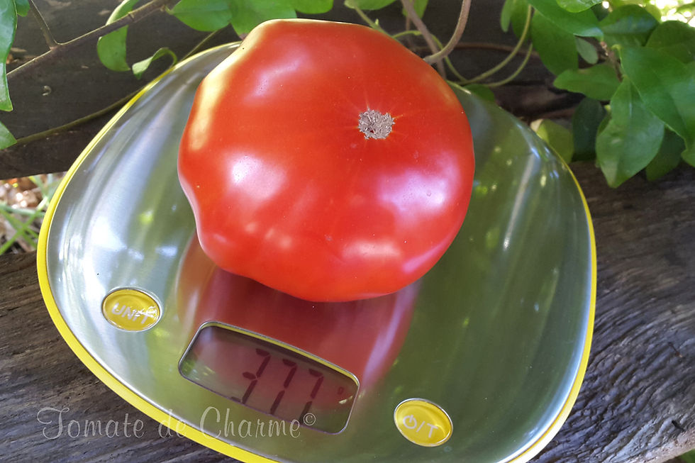 Миниатюра: Hercegovac