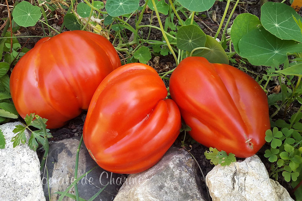 Miniatura: Aunt Swarlo's Polish Plum
