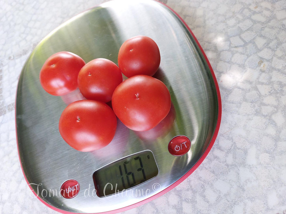 Miniature : Sasha Altai