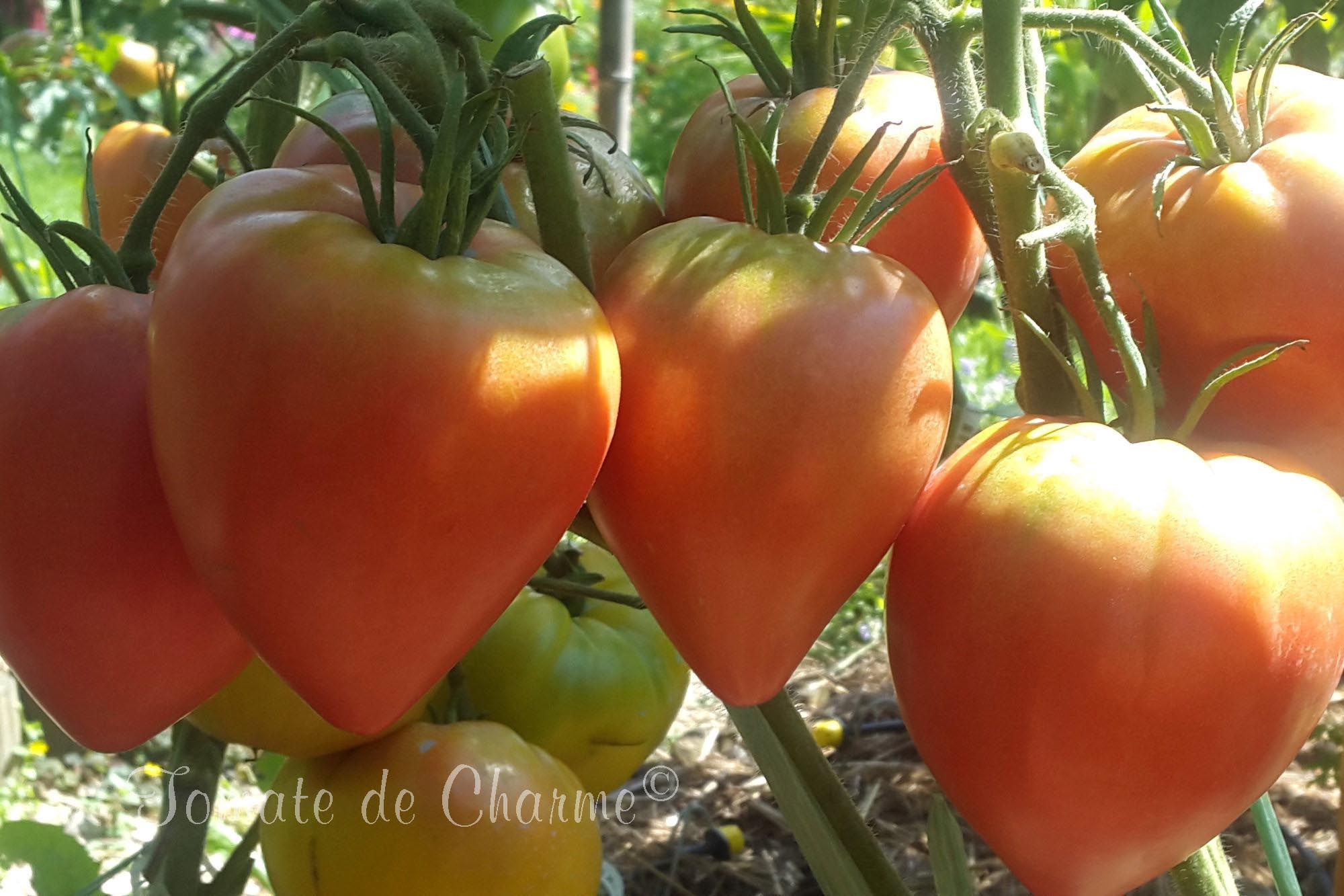 Cœur de Boeuf Lubushkino