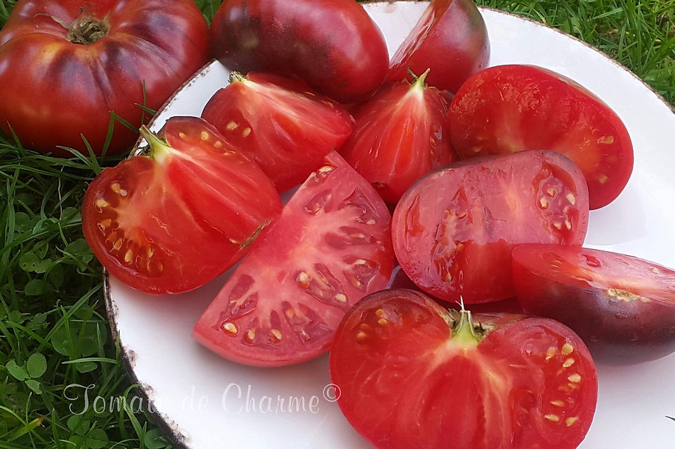 Miniature : Marmande Bleue