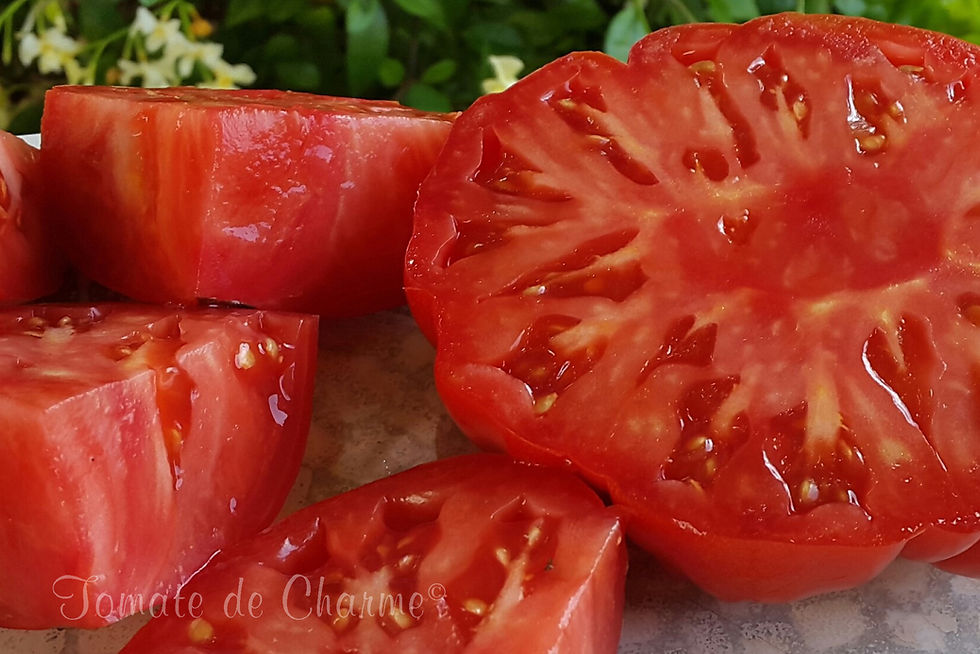 Μικρογραφία: Marmande Garnier