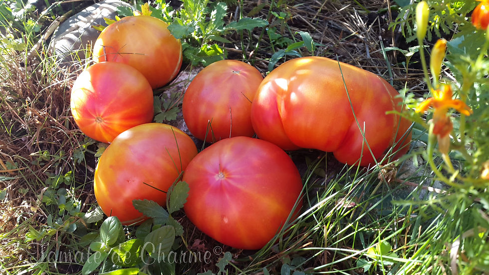 Thumbnail: Rhoades Heirloom