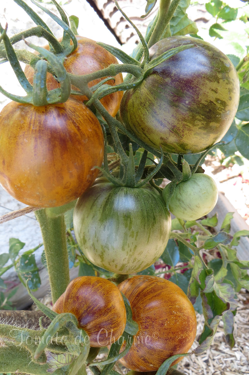 Thumbnail: Primary Colors