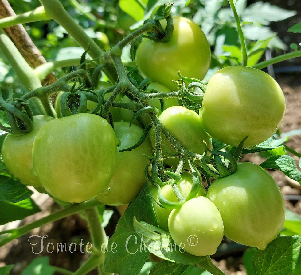 Μικρογραφία: Glacier