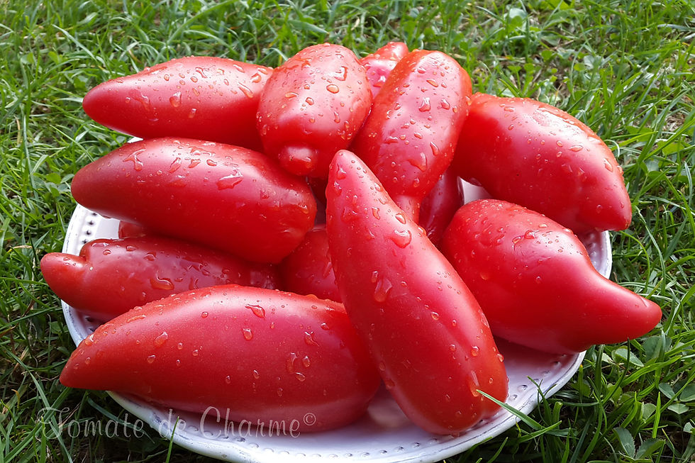 Miniature : Pertchik Donskoy - Perchik Donskoy