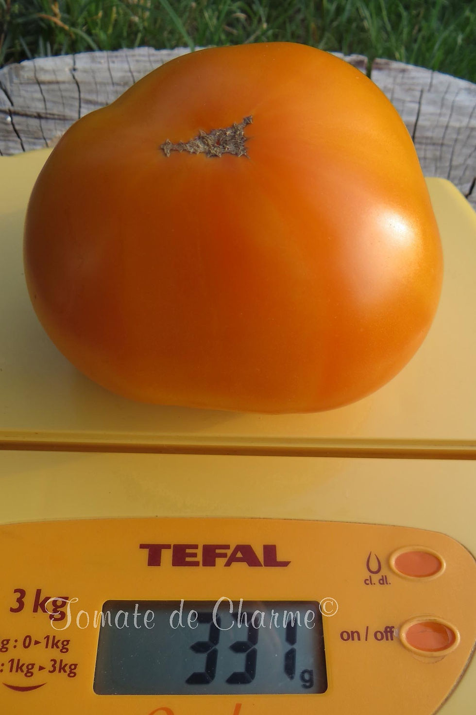 Miniature : Amana Orange