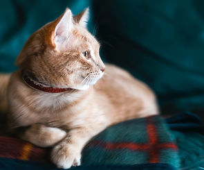 ginger cat lying on a couch