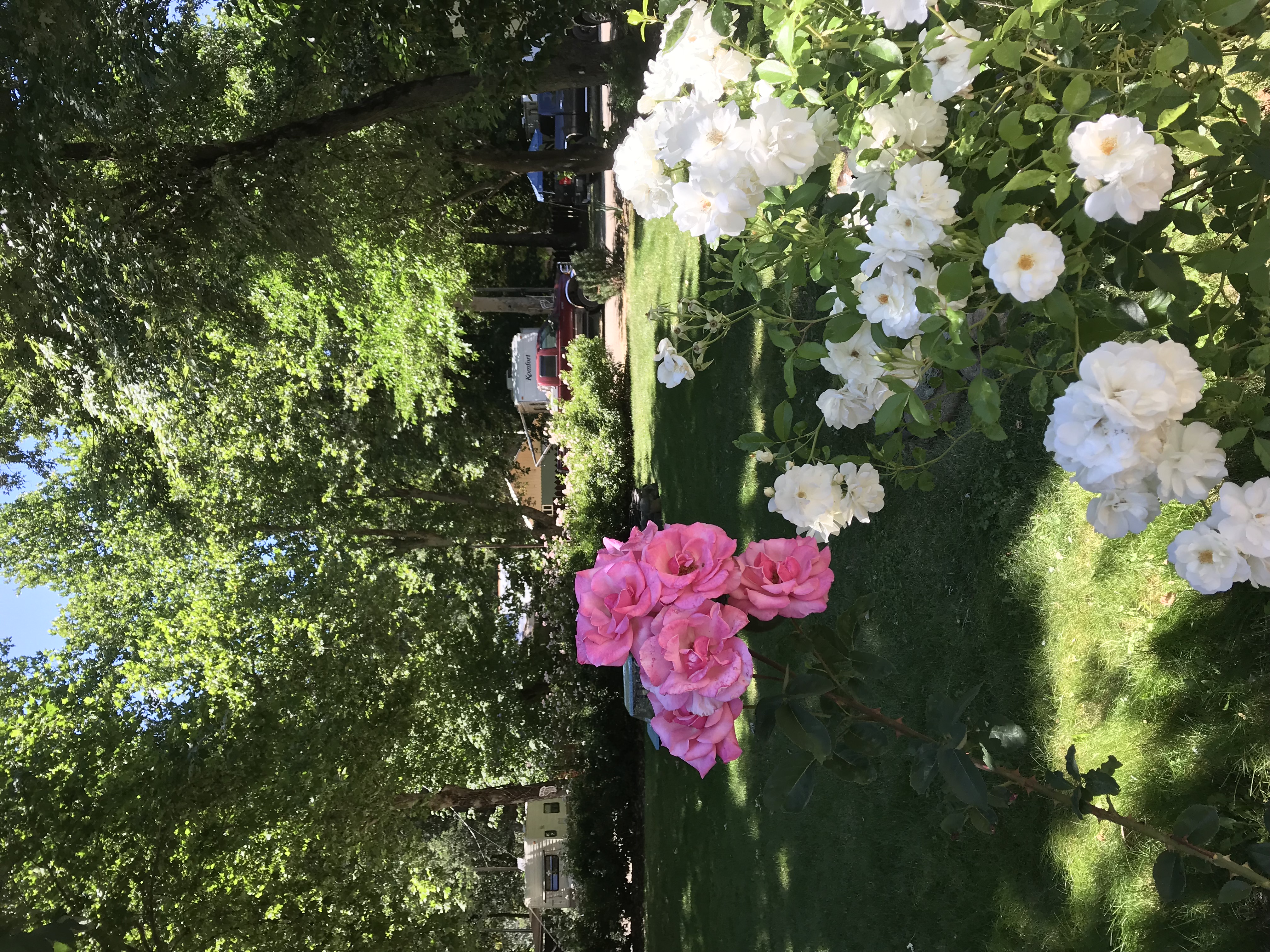 Grass flowers and RV's