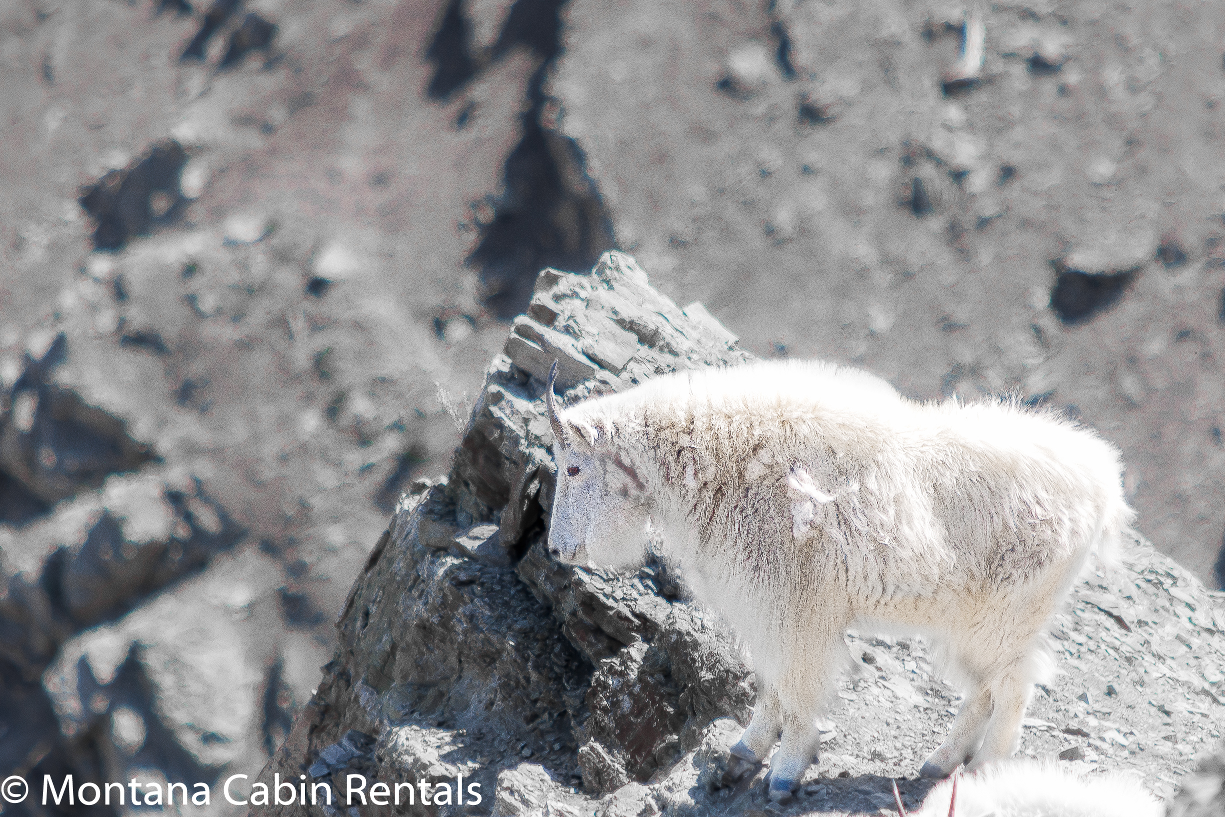 Mountain Goats