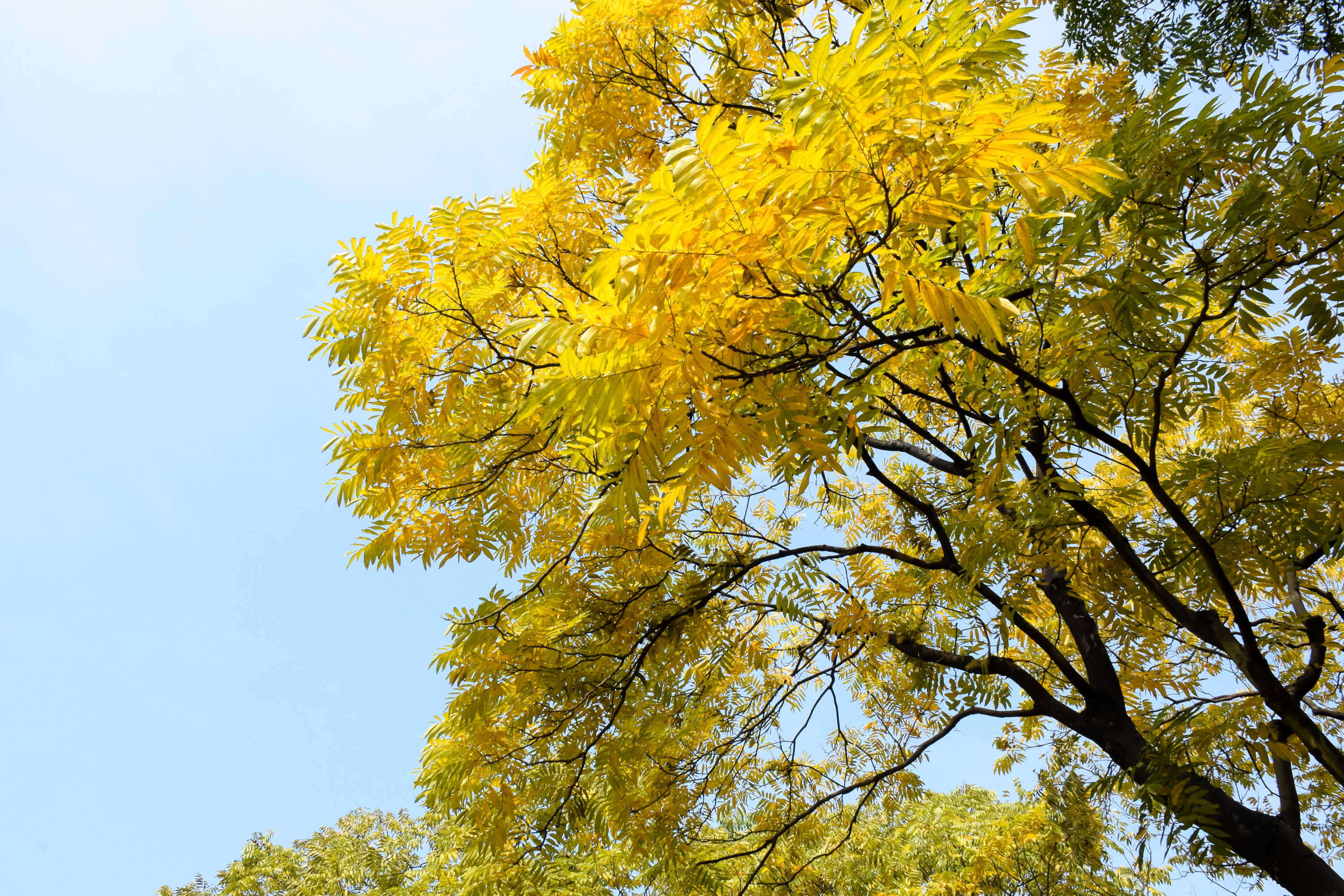 branches-trees-with-yellow-leaves.jpg