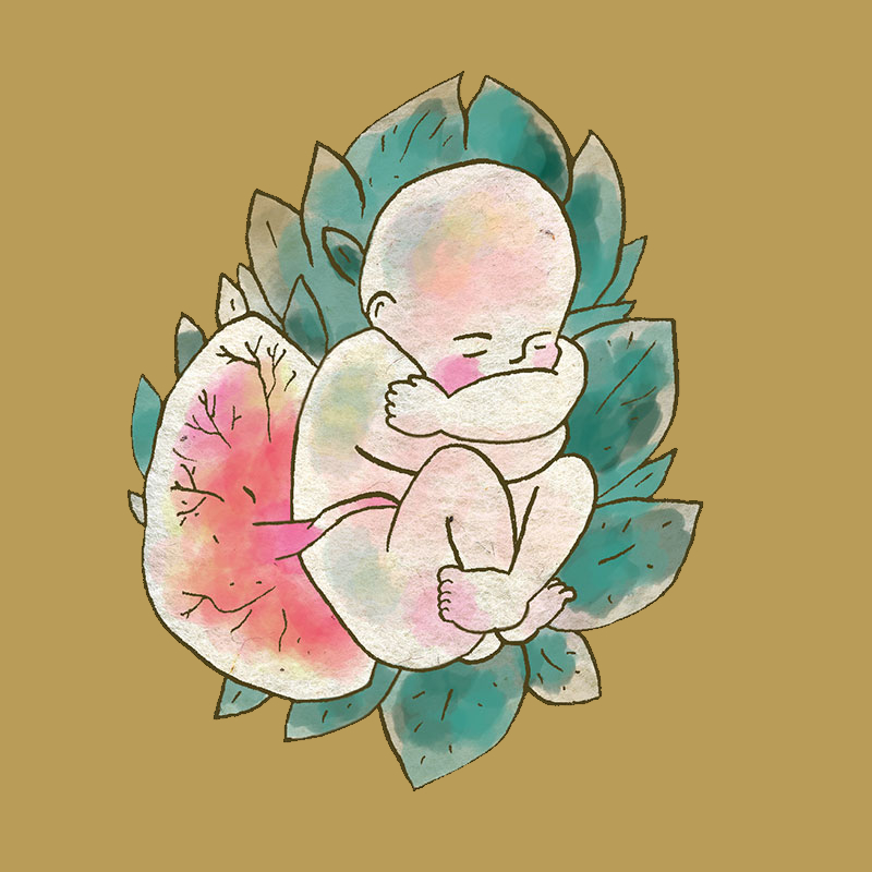 Dessin de bébé en aquarelle, enveloppé de feuillages et relié au placenta
