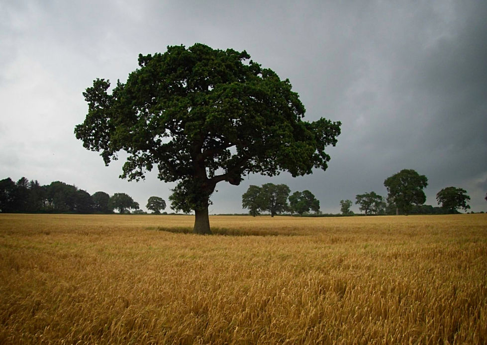 Barley Field