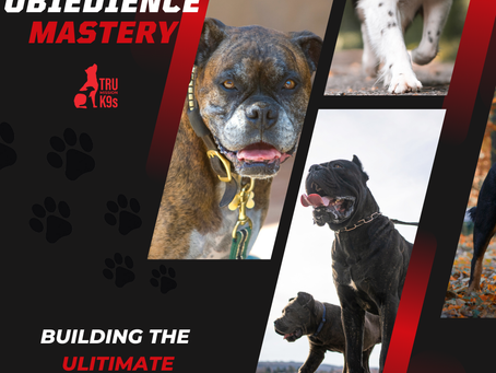 Alpha Obedience Mastery: Building the Ultimate K9 Relationship