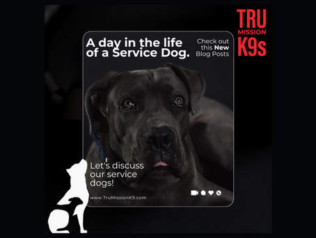 A Day in the Life of a Service Dog Trainee at TruMission K9