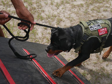 Ivy Legends confidence building with her Tru Mission K9's Team