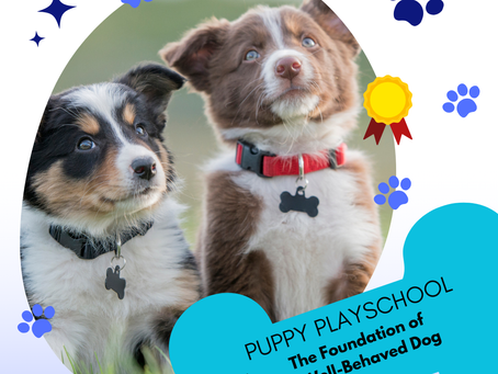 Puppy Playschool: The Foundation of a Well-Behaved Dog