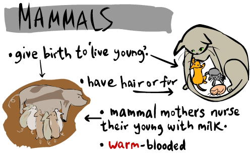 mammal1.gif