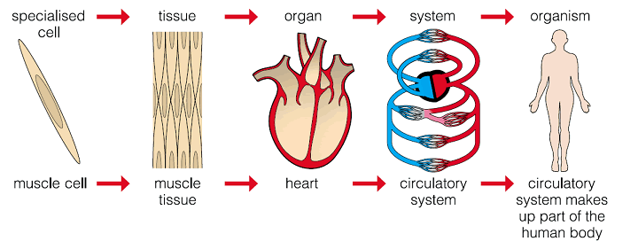 organ-systems1.gif