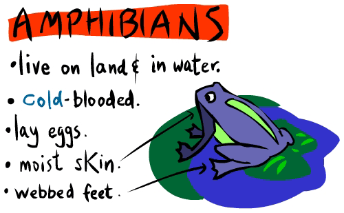 amphibian1.gif