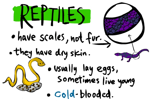 reptile1.gif