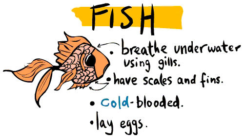 fish1.gif