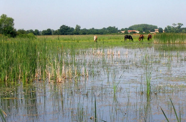 VISUEL BIENFAITS DES ETANGS