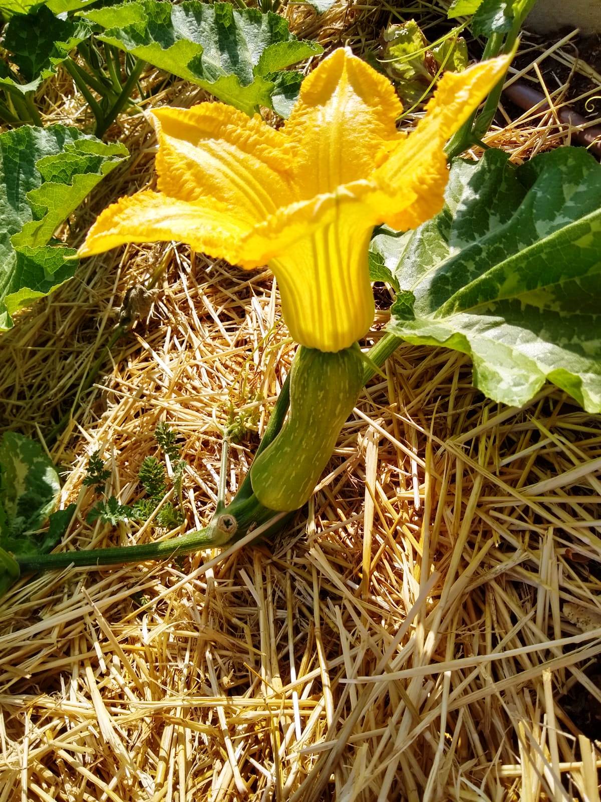 flor calabaza huerto