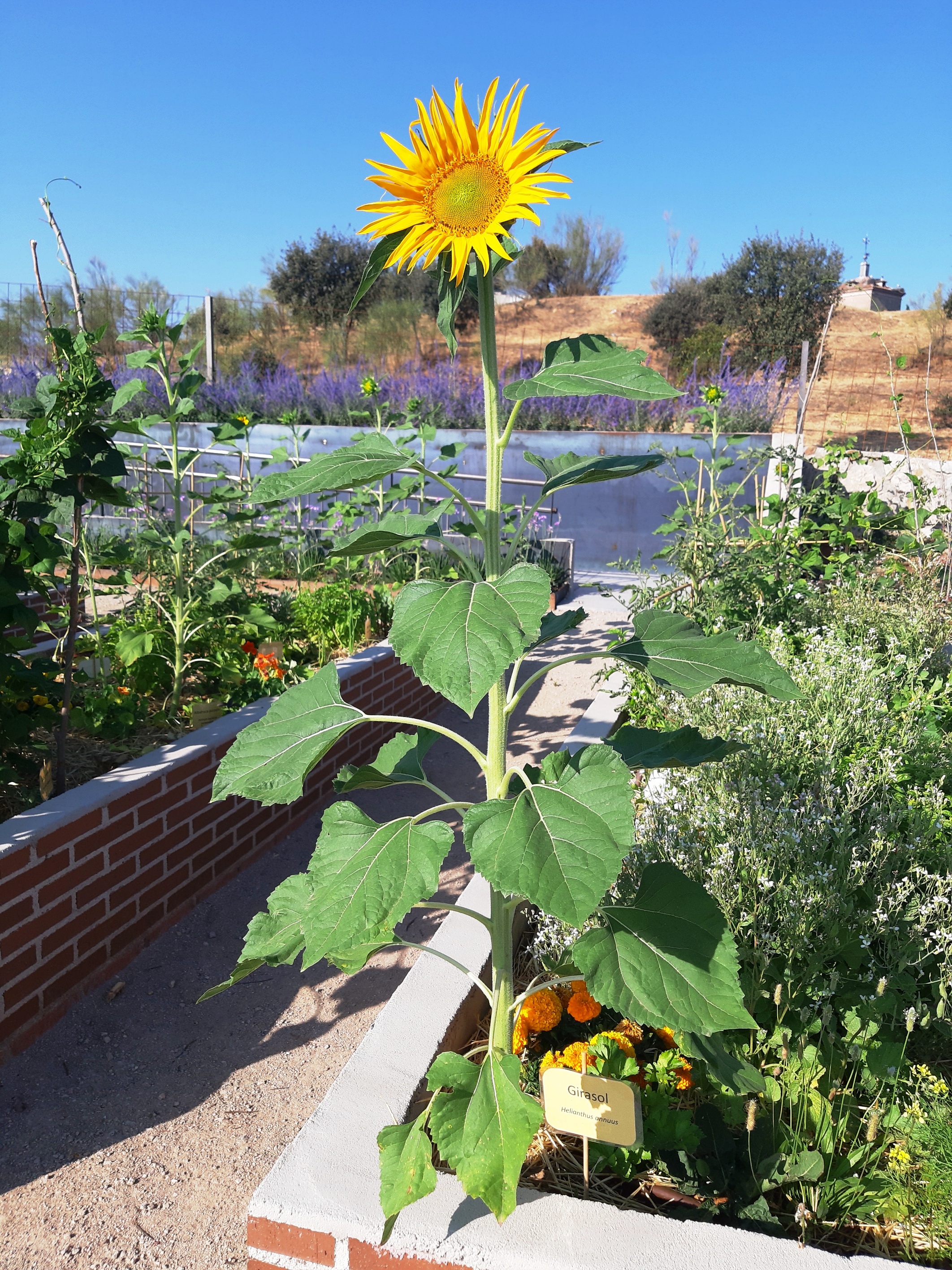 20190718_094135_resized_1