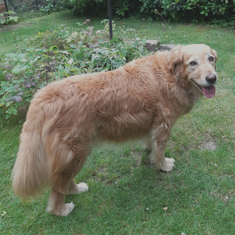 Lysebrun golden retriever hund på grønt græs der kigger til siden