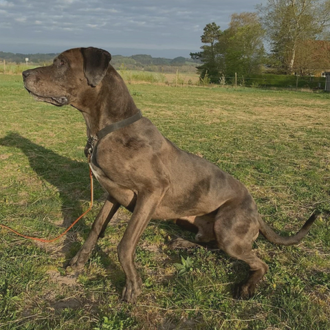 Jahupa Brun Granddanois hund set fra siden på grønt græs