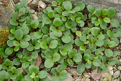S reticulata dwarf for web .jpg