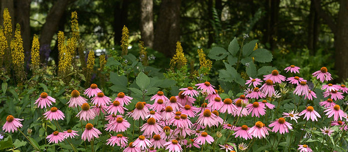 Echinacea Kim's Knee High-7848 for web.j