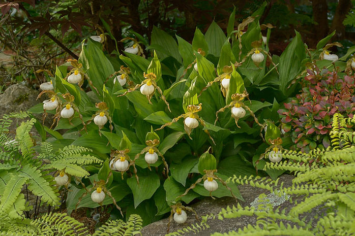 Cyp andrewsii_AAA7428 web.jpg