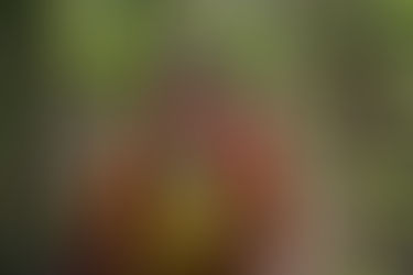 Corpo de Bombeiros controla incêndios florestais na Serra do Roncador e no Parque Estadual da Serra Azul