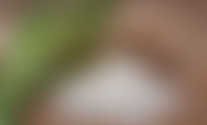 Arroz cai para a menor média em 14 anos