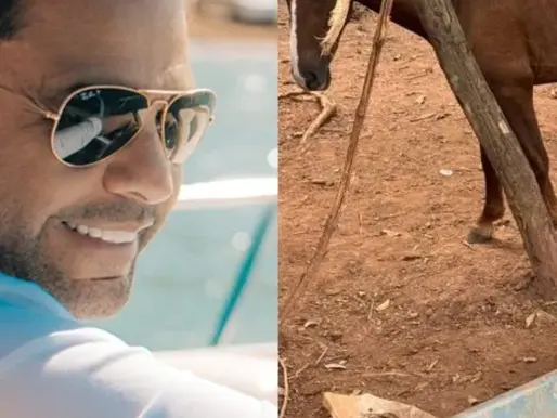 Cavalos resgatados de abatedouro clandestino em Anápolis já estão vivendo na fazenda de Zezé di Camargo