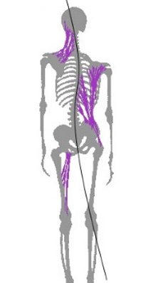 Myofascial-Release-and-TMJ.png
