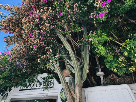 It wasn’t just a tree…. It’s proof we didn’t have the same vision