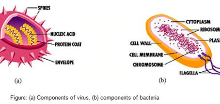 Can I get an antibiotic? – Virus v. Bacteria and Their Treatment