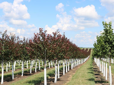 estaca de fibra de vidro haste de fibra de vidro