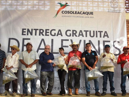 Entregan 50 mil alevines a productores
autoridades municipales de Cosoleacaque