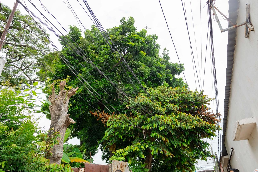 Refuerza Ecología inspección del arbolado en distintos puntos de Minatitlán