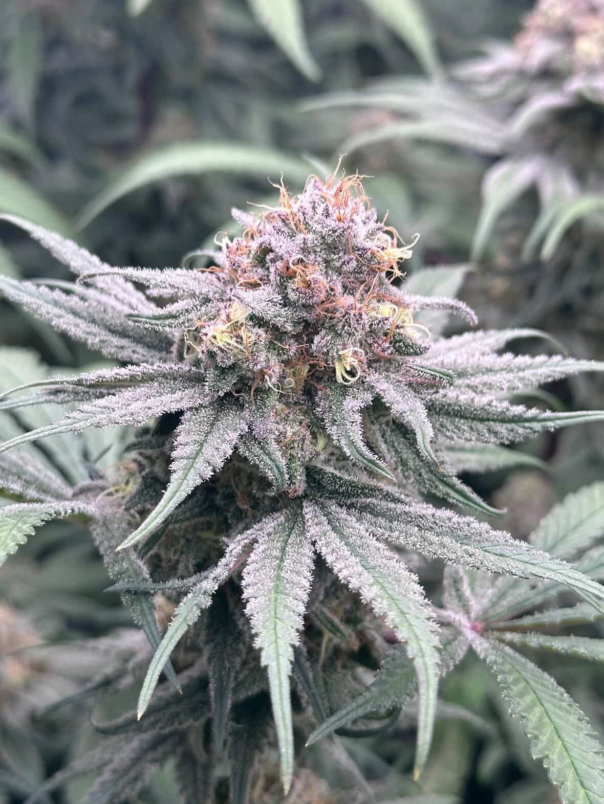 GRAPPLEBERRY- “Black Currant Candy Pheno”