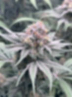 Thumbnail: GRAPPLEBERRY- “Black Currant Candy Pheno”