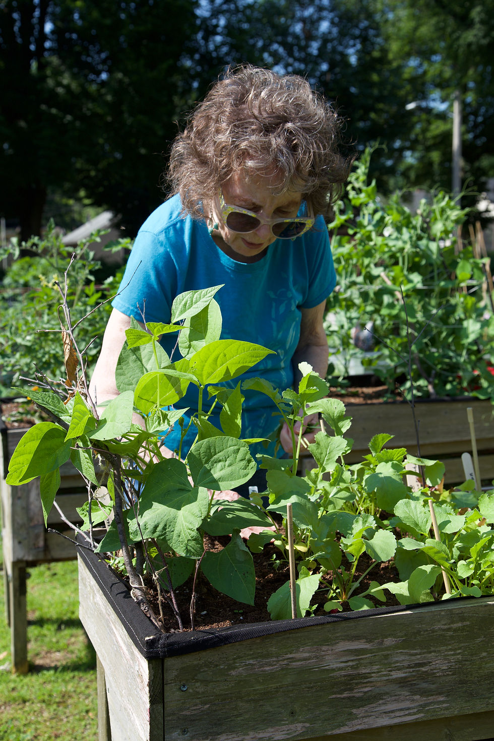 Experienced female gardener in her raised bed garden. Photo: Rhonda Fleming Hayes